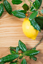 holly leaves and lemon 