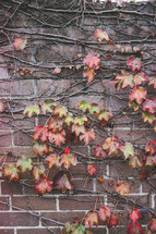 dying ivy on a brick wall 