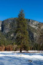 Tree in front of rocky mountain with snow