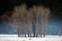 Group of trees in the snow