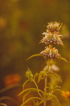 Horsemint, a humble wildflower, exposes the complexity and beauty of God's creation.