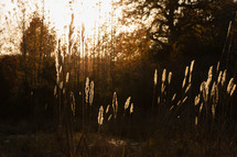sunlight on tall grasses in a field 