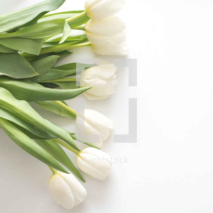 white tulips on white 