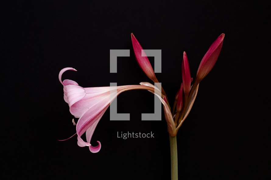 Pink Crinum Lily Flower and Buds on Black