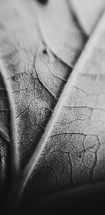 veins of a leaf 