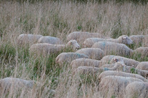 flock of sheep in a pasture