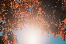 intense sunlight and red fall foliage 
