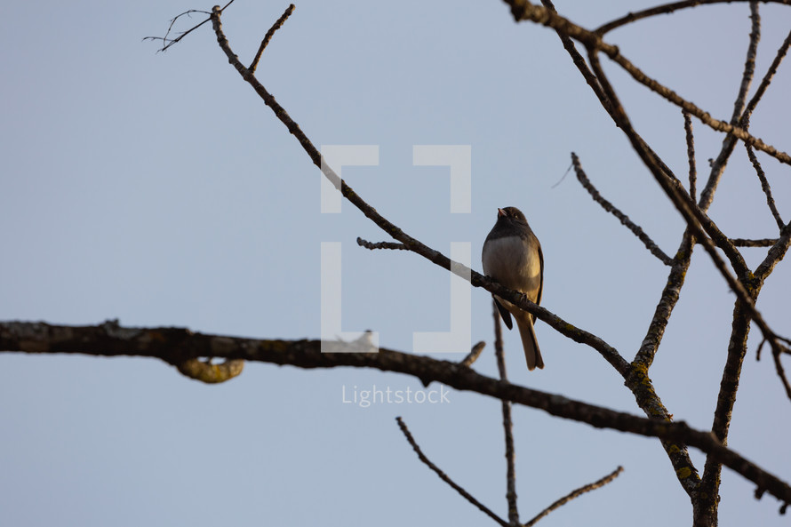 Bird on a branch against blue sky