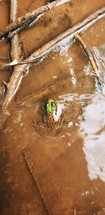 frog in water 