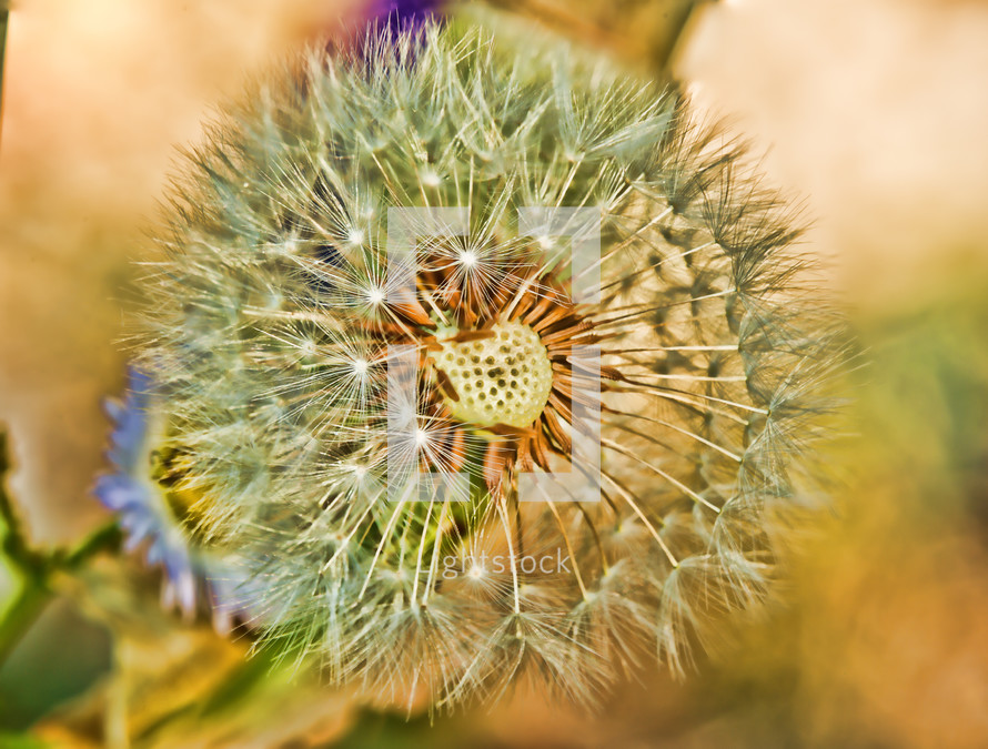 An up-close, macro photograph of the detail of a dandelion.