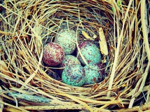 birds nest and eggs