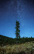 A single tall tree reaches toward a starry sky.