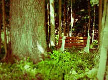 Park bench in a forest of trees.