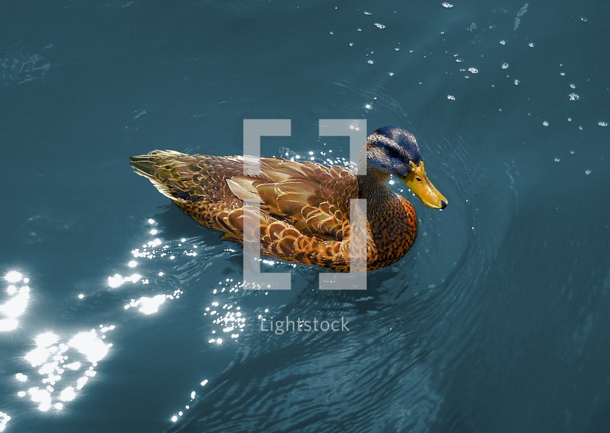 mallard duck on sunlit water 
