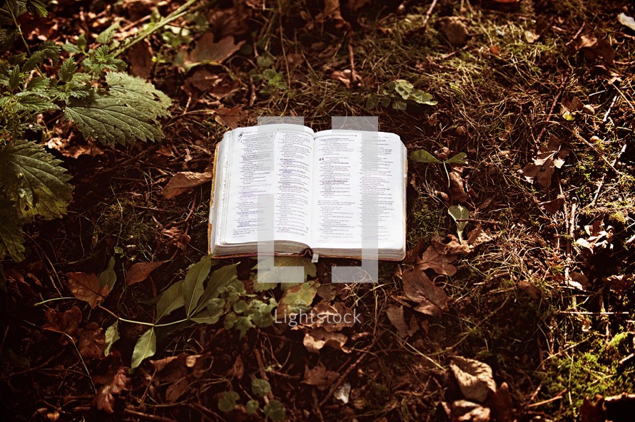 a Bible on a forest floor 