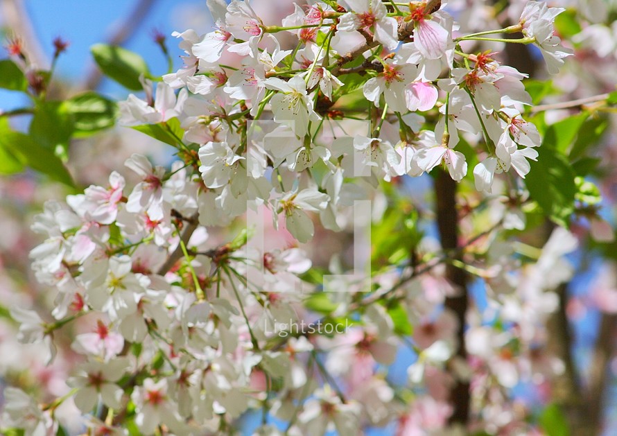 Tree in bloom with white flowers.