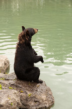 A black bear sitting on a rock by a river.