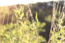 leaves and tall grasses under sunlight 