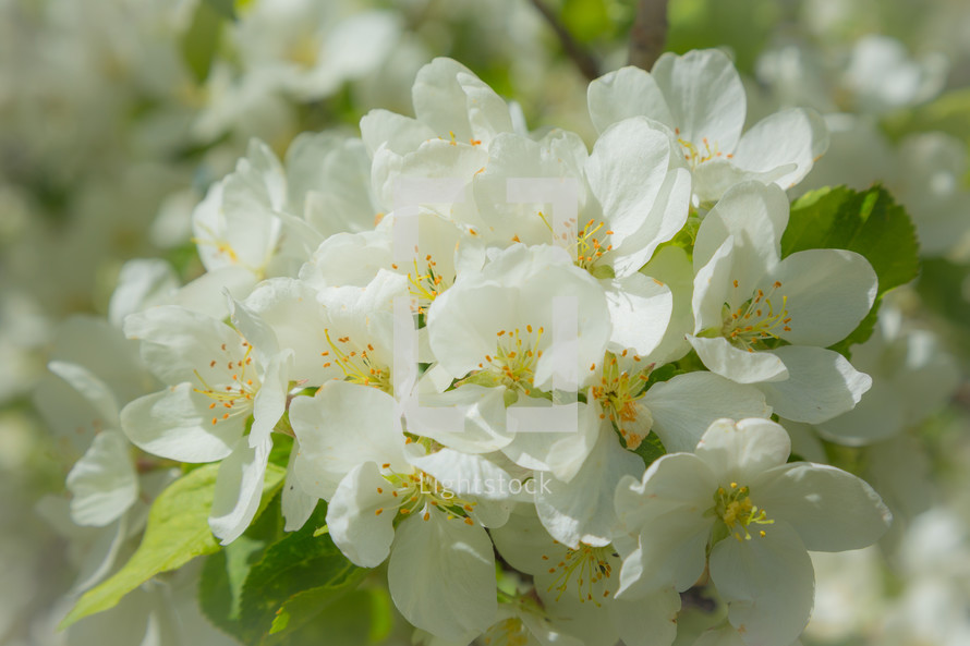 white apple blossoms 