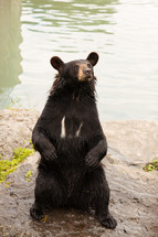 A black bear sitting by the water.