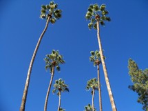 looking up to the tops of palm trees stretching out to the clear blue sky on a clear sunny day in Phoenix, Arizona.