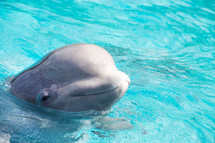 A beluga whale in a pool.