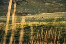 Zebras on a field of grass, seen from afar.