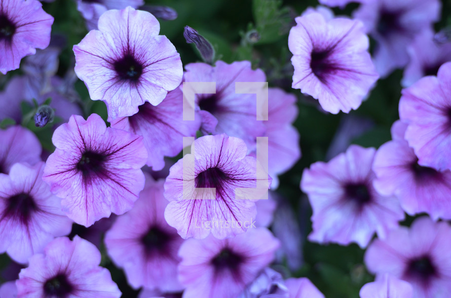 lavender flowers 