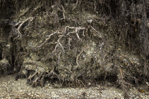 Exposed roots, earth and stones of an uprooted tree 