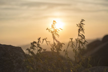tall weeds on a mountain top at sunrise 