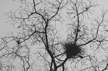 bird nest in branches of a winter tree
