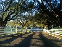 A country road surrounded by white picket fences and tall oak trees as the sunrise stretches across the fields causing long shadows along the long stretch of road ahead. 
