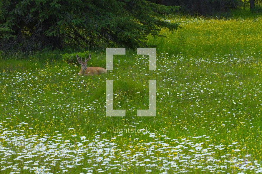 white tail deer in a meadow 