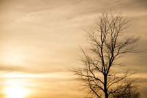 A winter tree at sunrise 