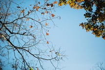 the last leaves on a tree 