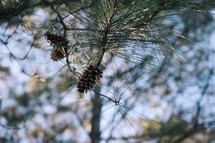 Pine cone in a tree. 