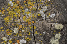 lichen on a tree stump 