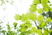 green leaves on a tree 