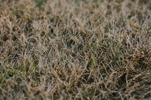 dry grass