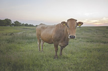 cow in a pasture 