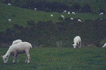 sheep grazing in a pasture 