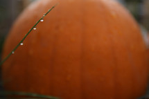 dew on blade of grass and orange pumpkin 