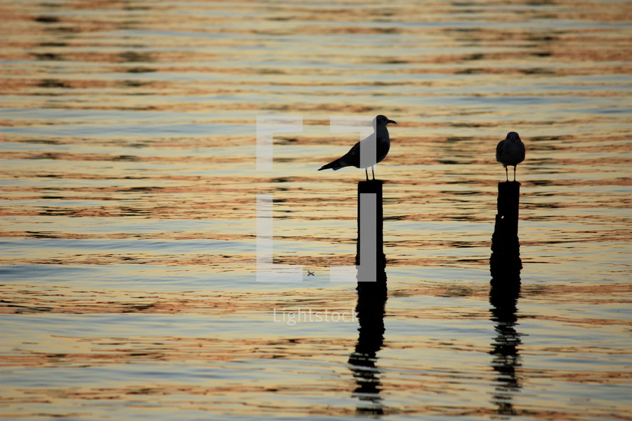 Silhouette of seagulls perched on posts in the water.