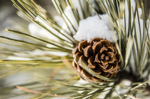 snow on a pine cone 