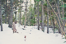 Snow covered ground in forest of trees.