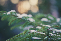 snow dusting a pine