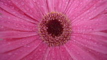close-up of a pink gerber daisy flower