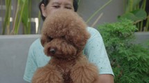 Asian woman with Cute Brown Poodle Puppy Showing Affection