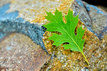 green leaf on a rock 