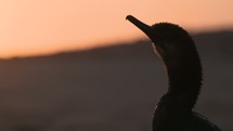 shore bird at sunset 